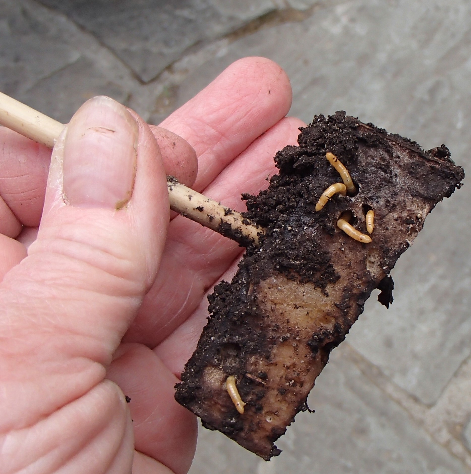 Wireworm in potato bait